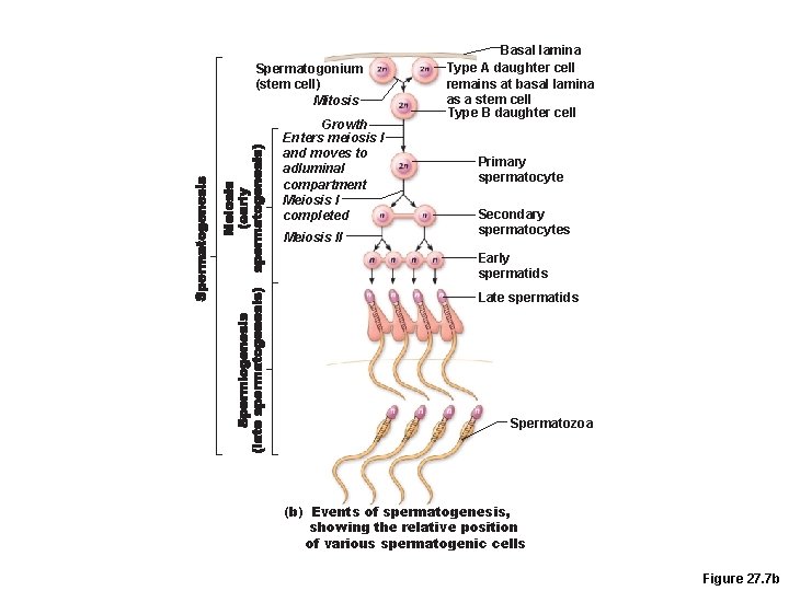 Spermatogonium (stem cell) Mitosis Growth Enters meiosis I and moves to adluminal compartment Meiosis