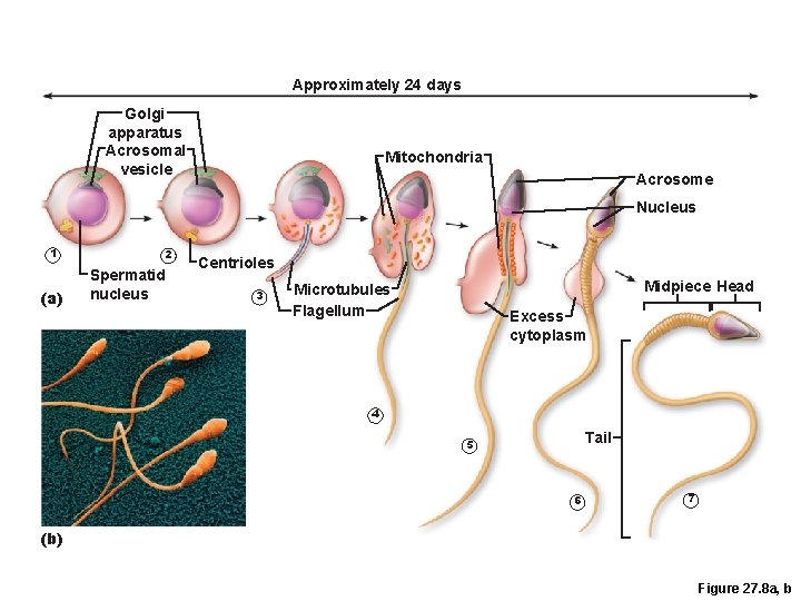 Approximately 24 days Golgi apparatus Acrosomal vesicle Mitochondria Acrosome Nucleus 1 (a) 2 Spermatid