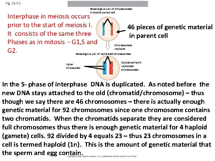 Fig. 13 -7 -1 Interphase Homologous pair of chromosomes in diploid parent cell Interphase