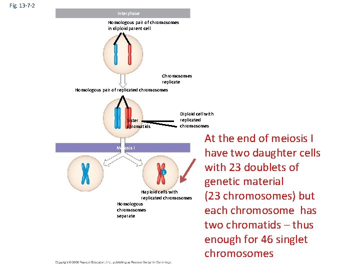 Fig. 13 -7 -2 Interphase Homologous pair of chromosomes in diploid parent cell Chromosomes