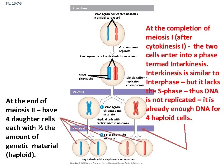 Fig. 13 -7 -3 Interphase Homologous pair of chromosomes in diploid parent cell At