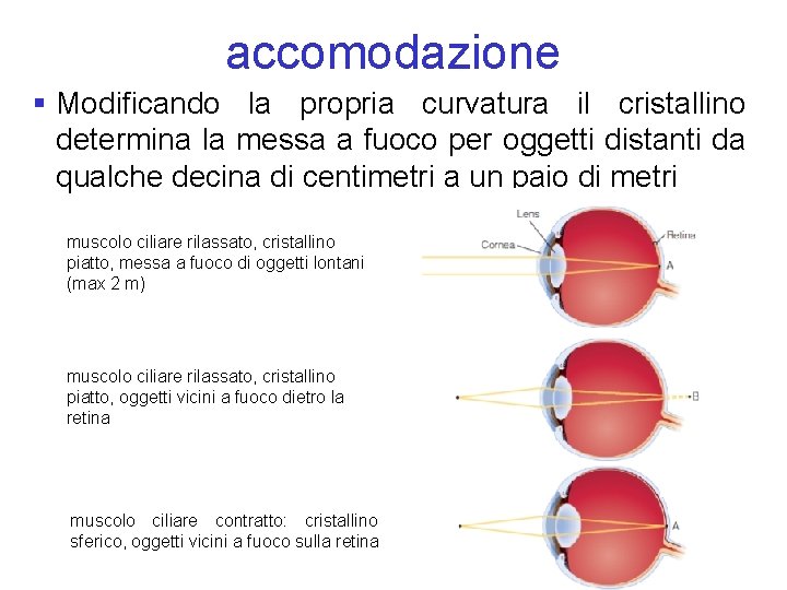 accomodazione § Modificando la propria curvatura il cristallino determina la messa a fuoco per