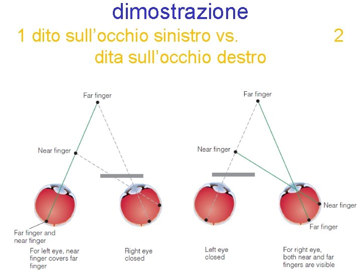 dimostrazione 1 dito sull’occhio sinistro vs. dita sull’occhio destro 2 