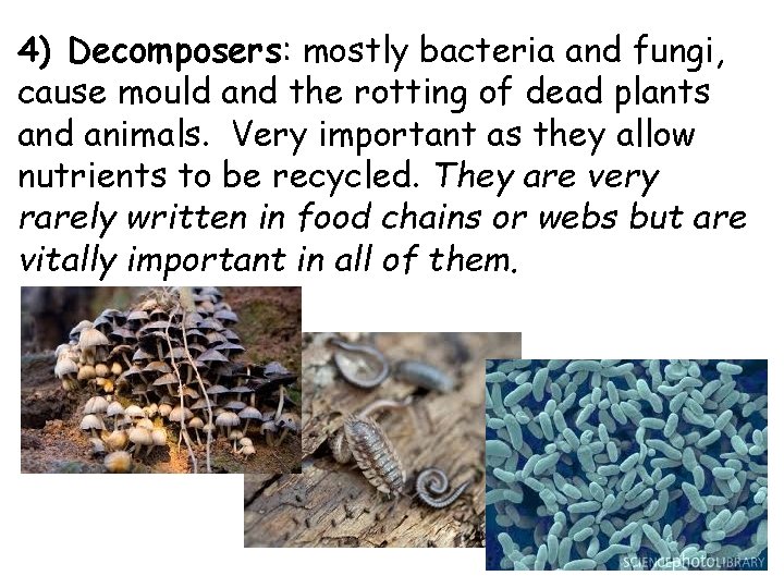 4) Decomposers: mostly bacteria and fungi, cause mould and the rotting of dead plants