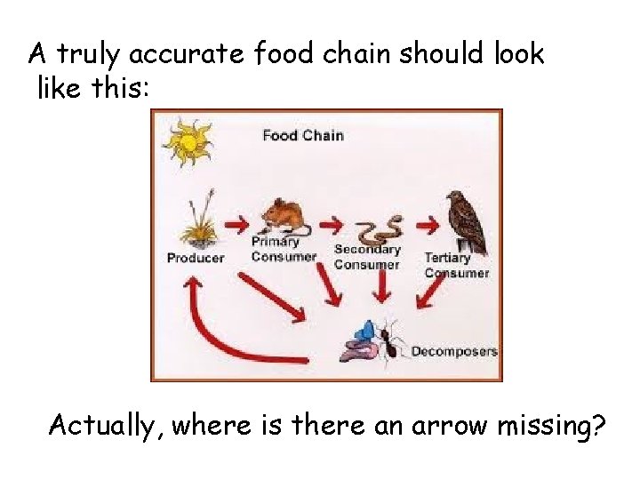 A truly accurate food chain should look like this: Actually, where is there an