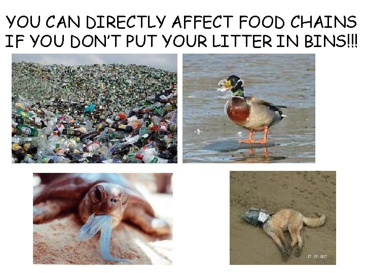 YOU CAN DIRECTLY AFFECT FOOD CHAINS IF YOU DON’T PUT YOUR LITTER IN BINS!!!