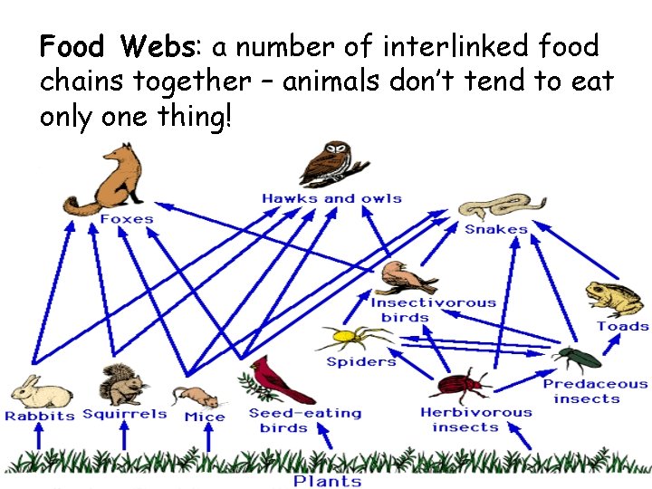 Food Webs: a number of interlinked food chains together – animals don’t tend to