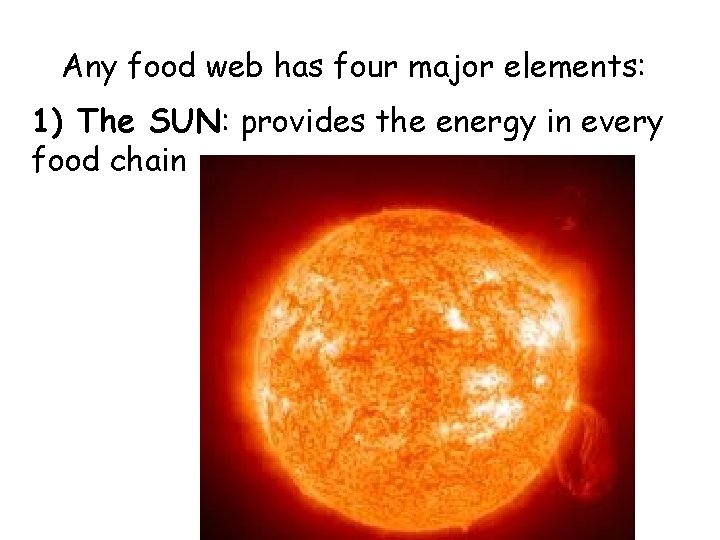 Any food web has four major elements: 1) The SUN: provides the energy in