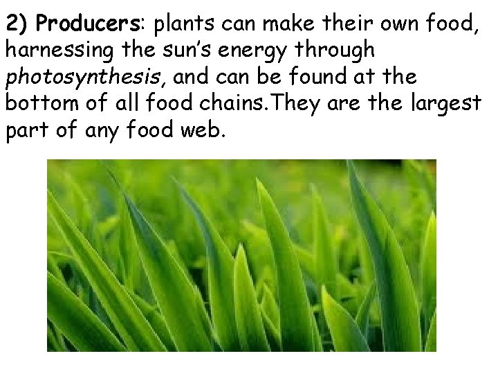 2) Producers: plants can make their own food, harnessing the sun’s energy through photosynthesis,