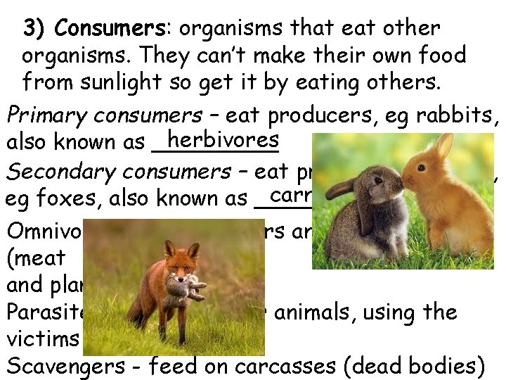 3) Consumers: organisms that eat other organisms. They can’t make their own food from