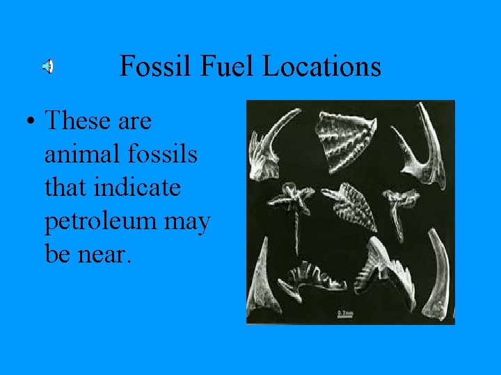 Fossil Fuel Locations • These are animal fossils that indicate petroleum may be near.