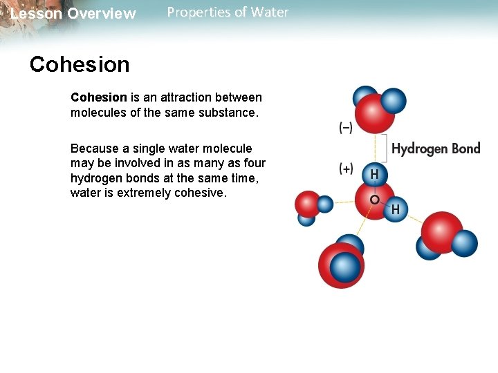 Lesson Overview Properties of Water Cohesion is an attraction between molecules of the same