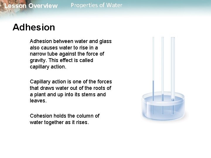 Lesson Overview Properties of Water Adhesion between water and glass also causes water to