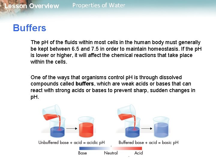 Lesson Overview Properties of Water Buffers The p. H of the fluids within most