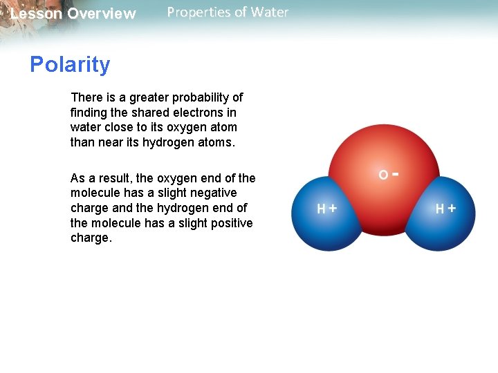 Lesson Overview Properties of Water Polarity There is a greater probability of finding the