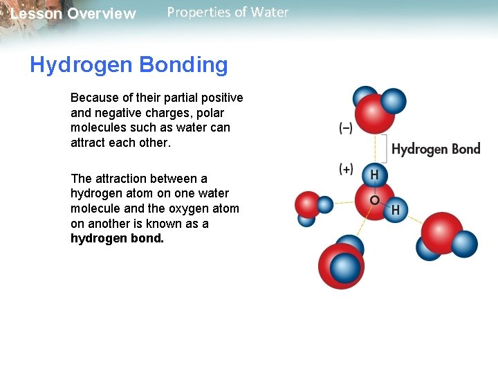 Lesson Overview Properties of Water Hydrogen Bonding Because of their partial positive and negative