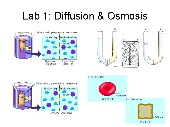 Lab 1: Diffusion & Osmosis 
