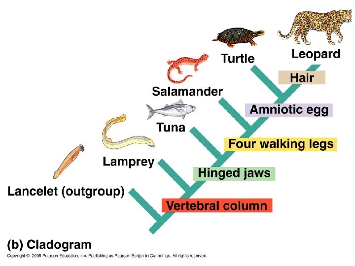 Chapter 25 Phylogeny and Systematics The Fossil Record