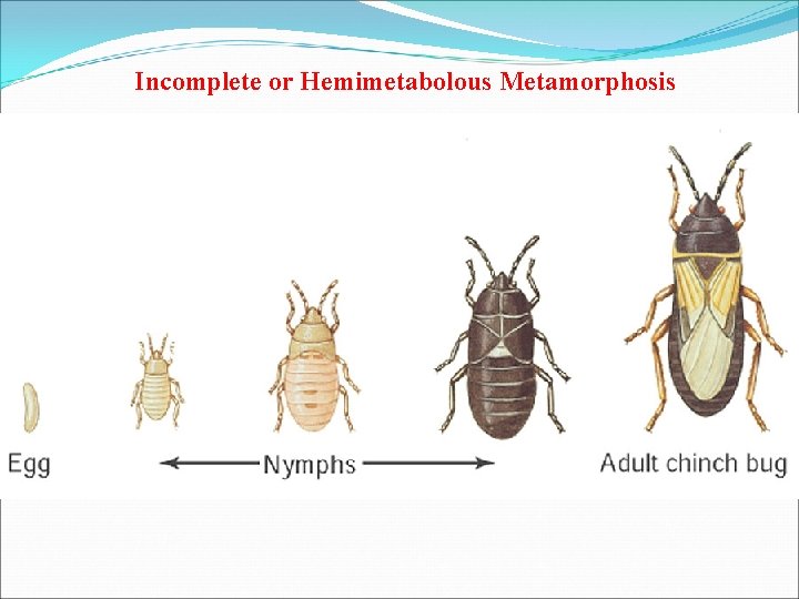 Incomplete or Hemimetabolous Metamorphosis 