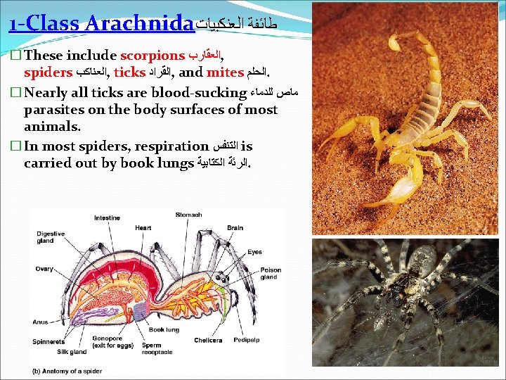 1 -Class Arachnida ﻃﺎﺋﻔﺔ ﺍﻟﻌﻨﻜﺒﻴﺎﺕ � These include scorpions ﺍﻟﻌﻘﺎﺭﺏ , spiders ﺍﻟﻌﻨﺎﻛﺐ ,