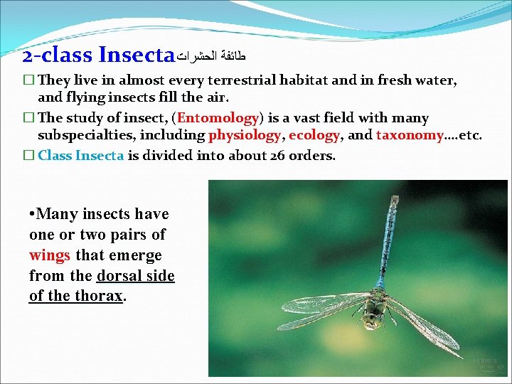 2 -class Insecta ﻃﺎﺋﻔﺔ ﺍﻟﺤﺸﺮﺍﺕ � They live in almost every terrestrial habitat and