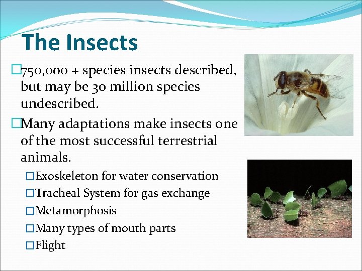 The Insects � 750, 000 + species insects described, but may be 30 million