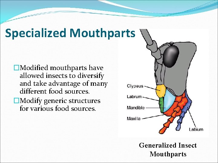 Specialized Mouthparts �Modified mouthparts have allowed insects to diversify and take advantage of many