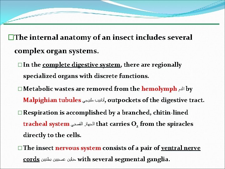 �The internal anatomy of an insect includes several complex organ systems. � In the