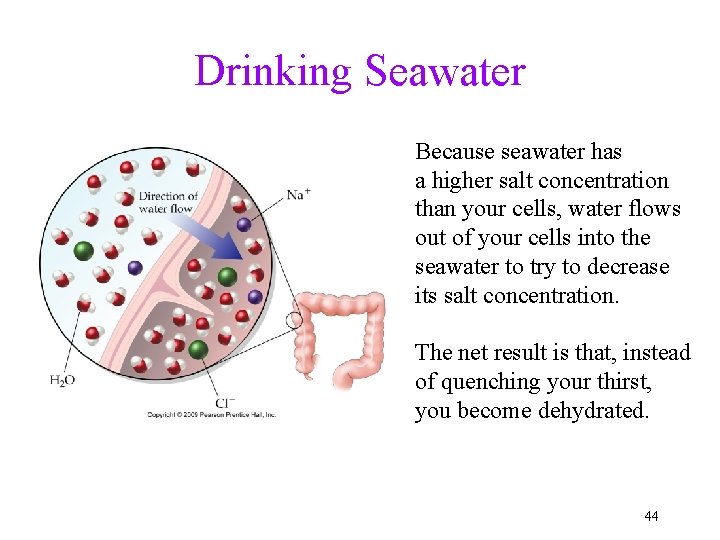 Drinking Seawater Because seawater has a higher salt concentration than your cells, water flows