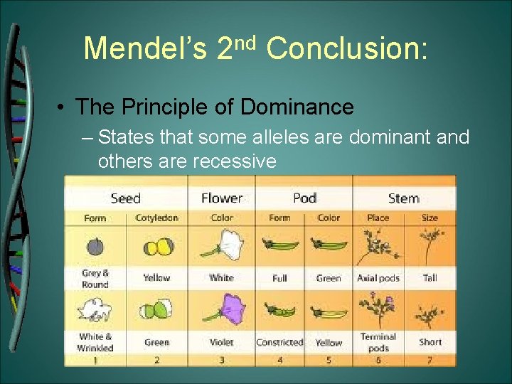 Mendel’s 2 nd Conclusion: • The Principle of Dominance – States that some alleles