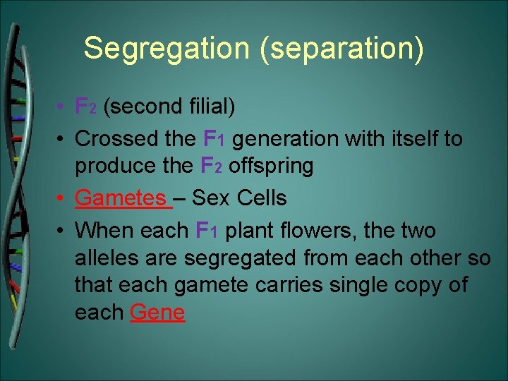 Segregation (separation) • F 2 (second filial) • Crossed the F 1 generation with