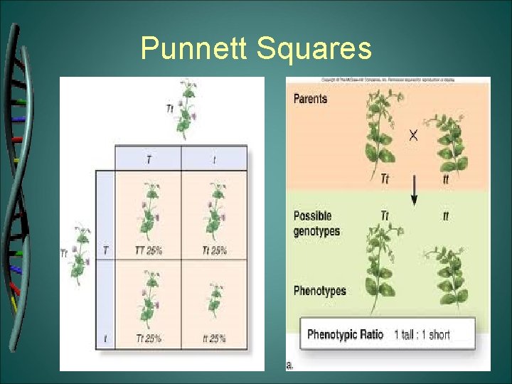 Punnett Squares 