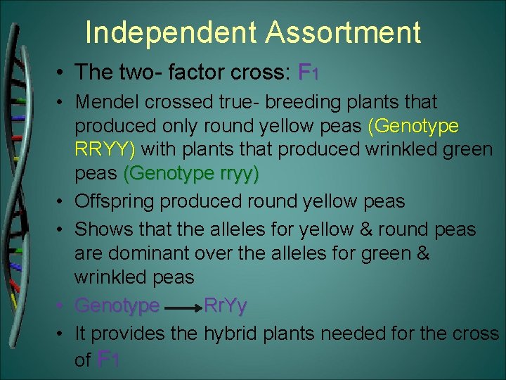 Independent Assortment • The two- factor cross: F 1 • Mendel crossed true- breeding