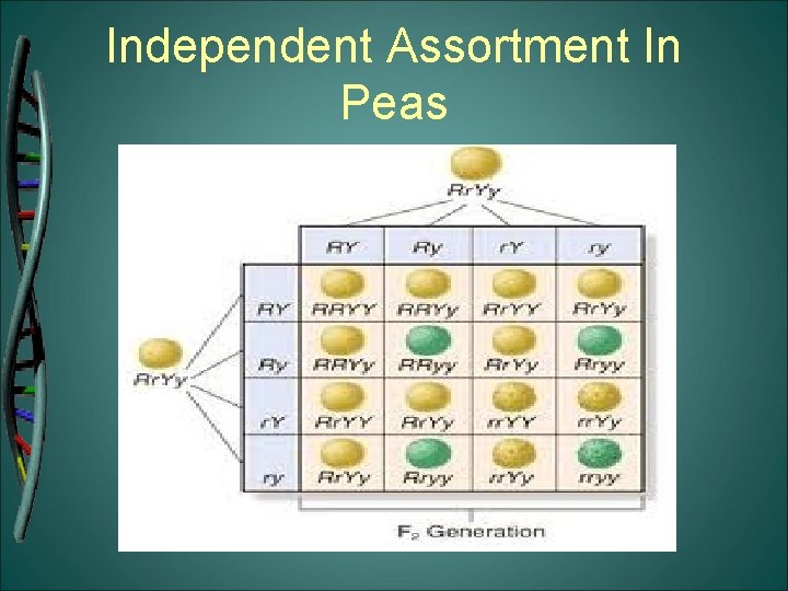 Independent Assortment In Peas 