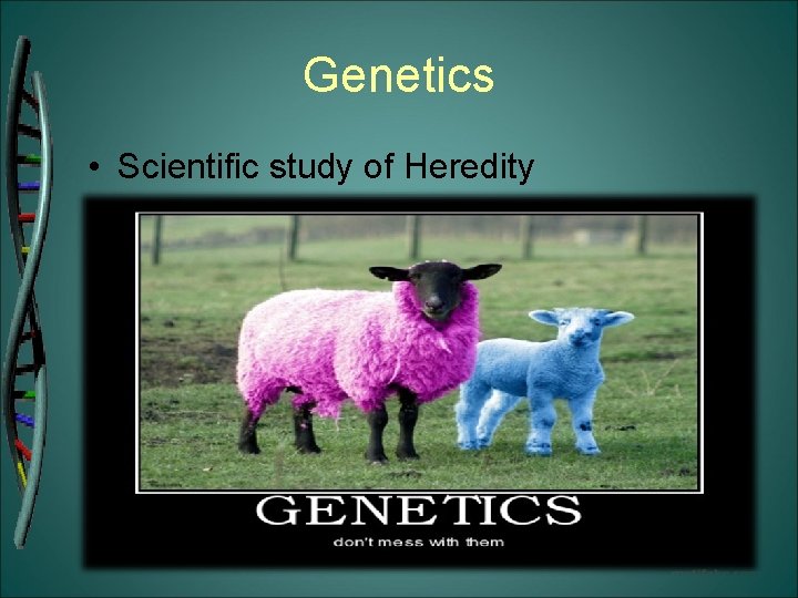 Genetics • Scientific study of Heredity 