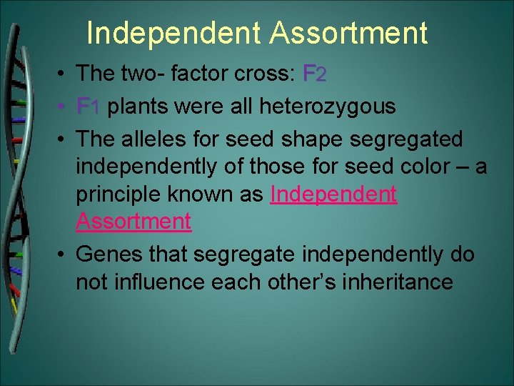 Independent Assortment • • • The two- factor cross: F 2 F 1 plants