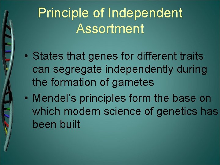Principle of Independent Assortment • States that genes for different traits can segregate independently