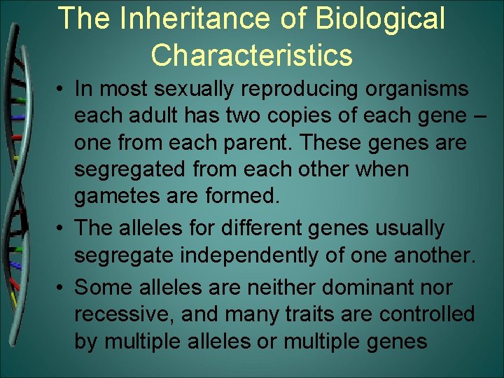 The Inheritance of Biological Characteristics • In most sexually reproducing organisms each adult has