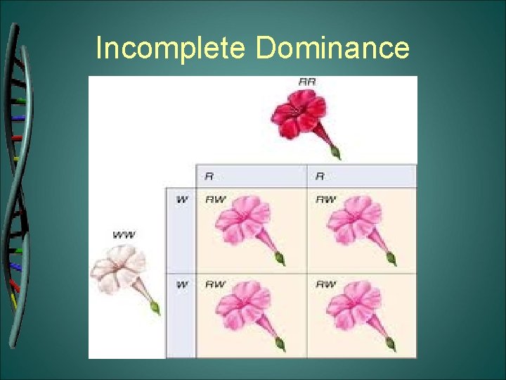 Incomplete Dominance 