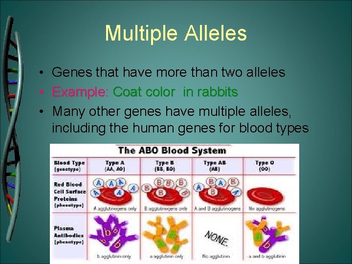 Multiple Alleles • Genes that have more than two alleles • Example: Coat color