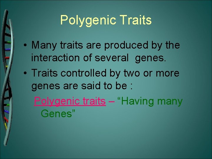 Polygenic Traits • Many traits are produced by the interaction of several genes. •