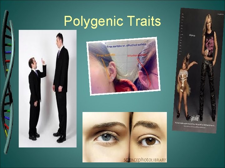 Polygenic Traits 