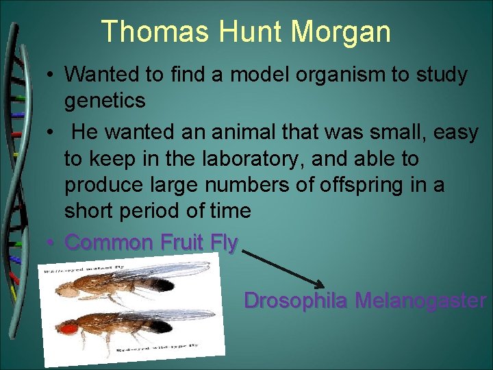 Thomas Hunt Morgan • Wanted to find a model organism to study genetics •