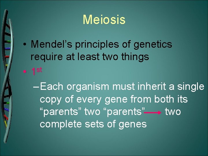 Meiosis • Mendel’s principles of genetics require at least two things • 1 st