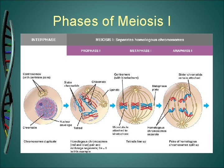 Phases of Meiosis I 