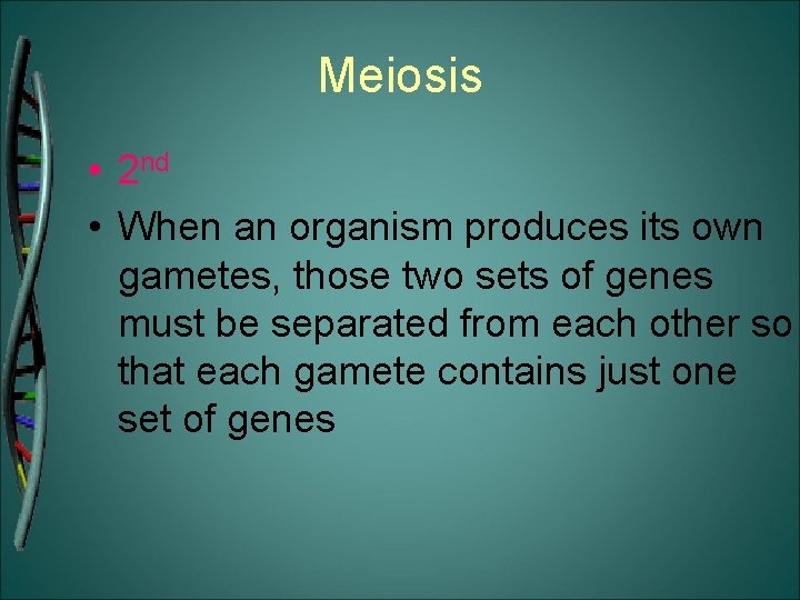 Meiosis • 2 nd • When an organism produces its own gametes, those two