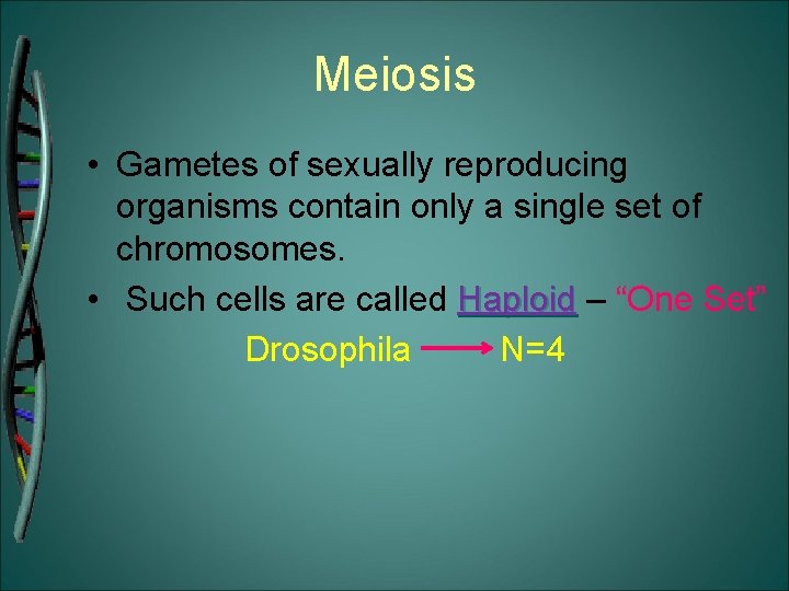 Meiosis • Gametes of sexually reproducing organisms contain only a single set of chromosomes.