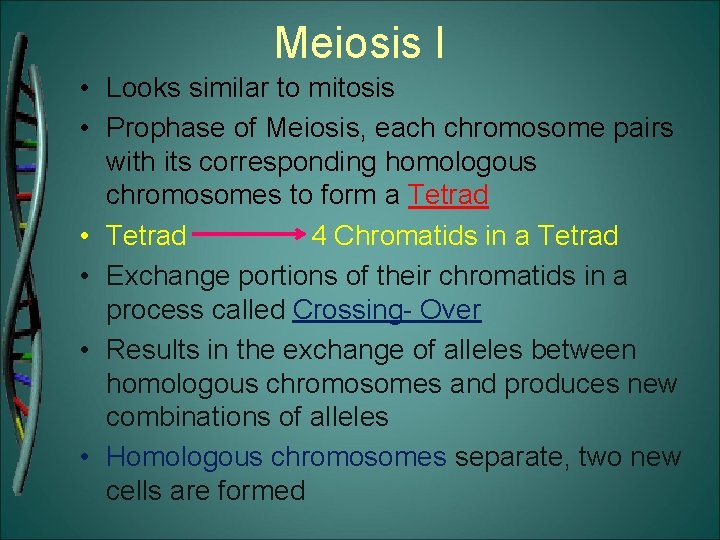 Meiosis I • Looks similar to mitosis • Prophase of Meiosis, each chromosome pairs