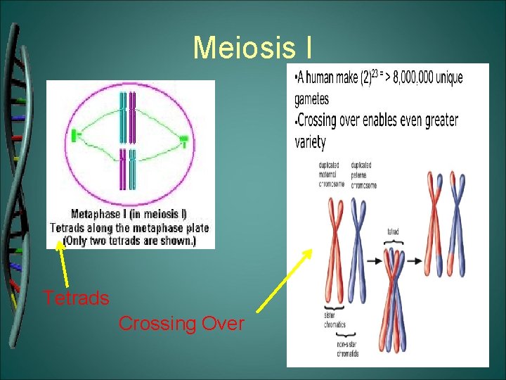 Meiosis I Tetrads Crossing Over 