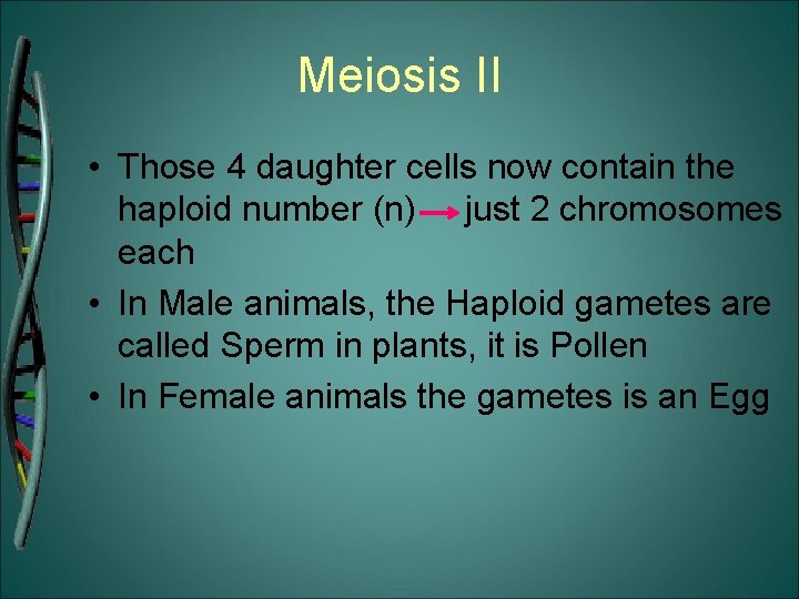 Meiosis II • Those 4 daughter cells now contain the haploid number (n) just